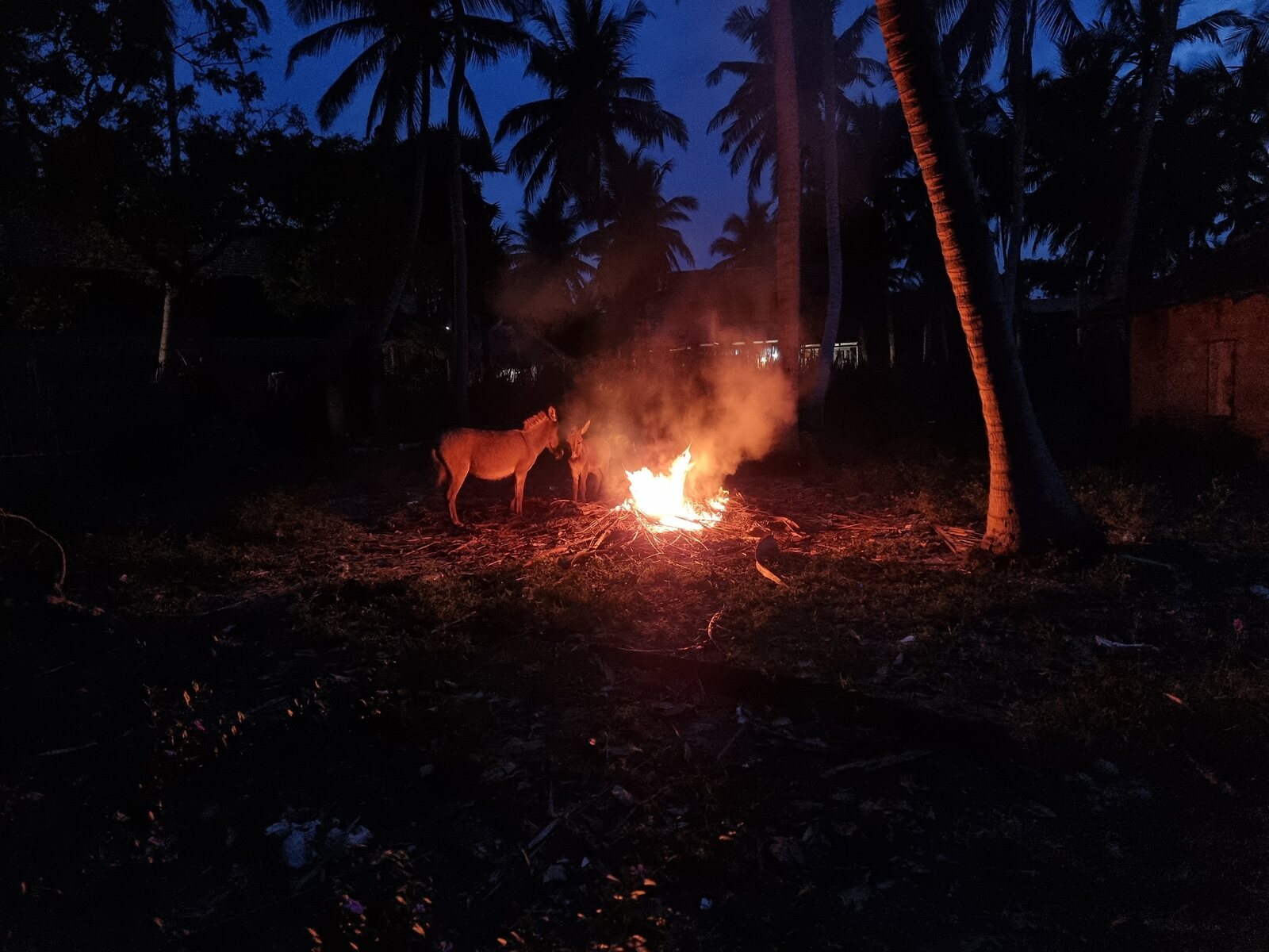 Two wild donkeys at a beach bonfire, Sri Lanka