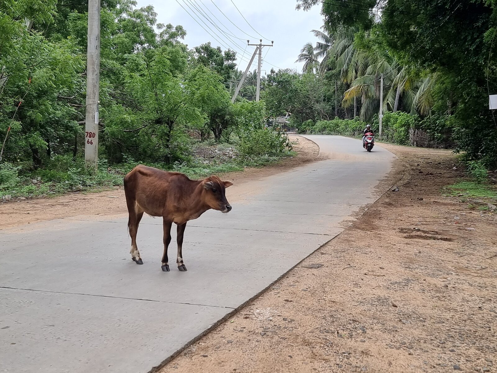 A wild cow on the road, Sri Lanka