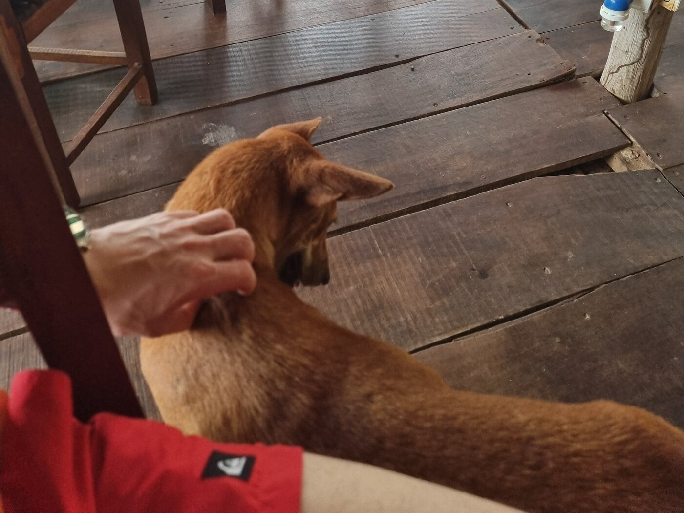 A dog at the Sri Lanka surf point