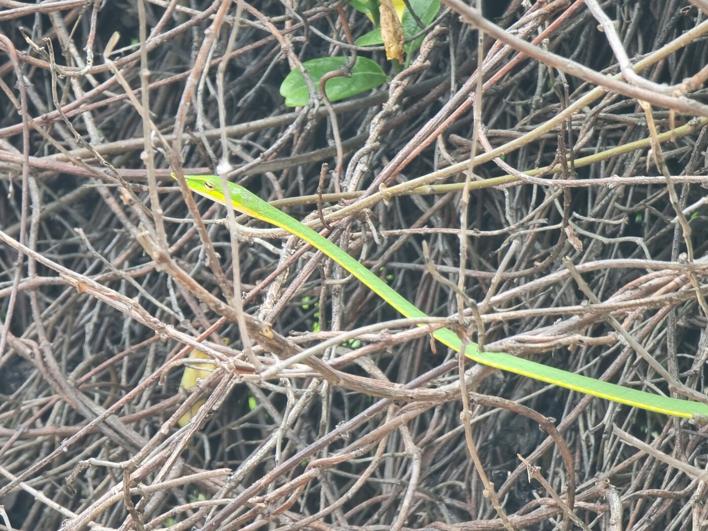 A green vine snake in the undergrowth, Sri Lanka