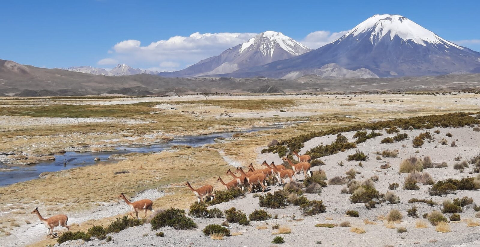 Vicuñas grazing on the altiplano